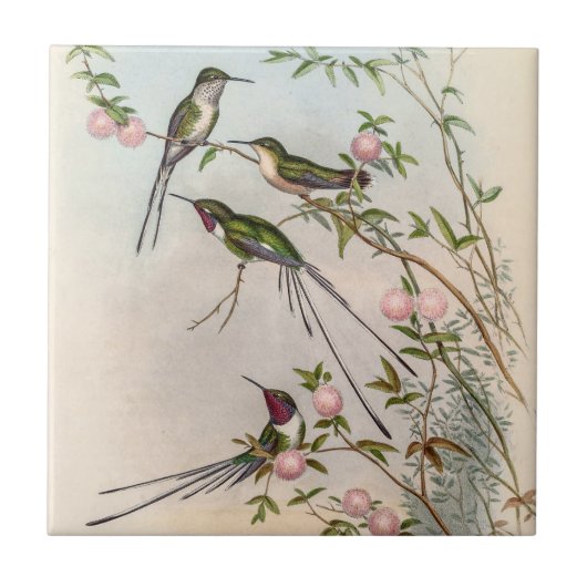 Hummingbirds von John Gould Fliese (Vorderseite)