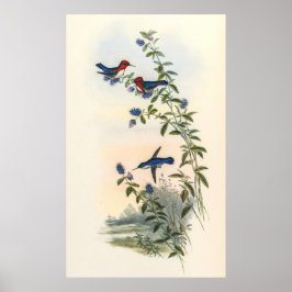 Hummingbirds von John Gould Poster