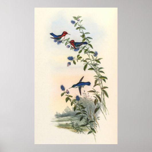 Hummingbirds von John Gould Poster (Vorne)