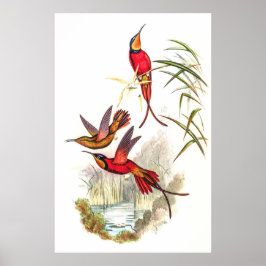 Hummingbirds von John Gould Poster