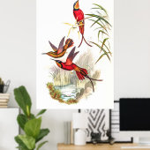 Hummingbirds von John Gould Poster (Heimbüro)