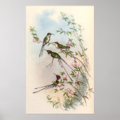 Hummingbirds von John Gould Poster (Vorne)