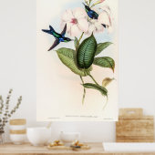 Hummingbirds von John Gould Poster (Küche)