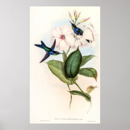 Hummingbirds von John Gould Poster