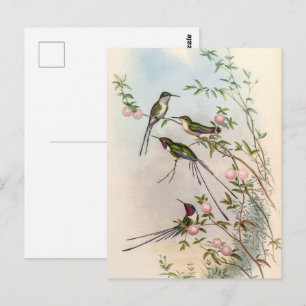 Hummingbirds von John Gould Postkarte