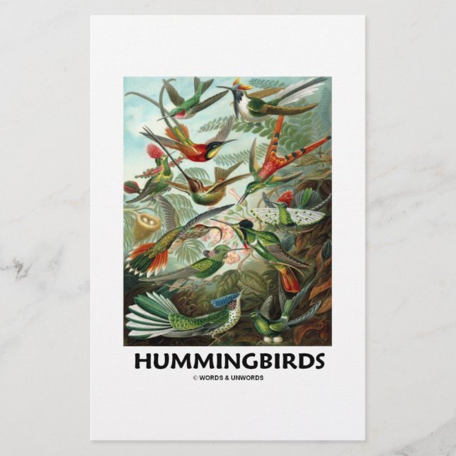 Hummingvögel (Vorderseite)