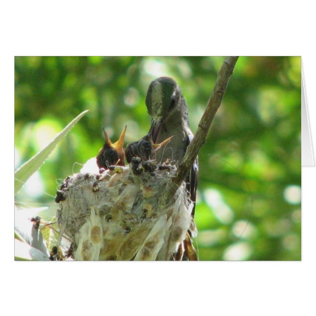 Hummingvögel (Vorderseite (Horizontal))