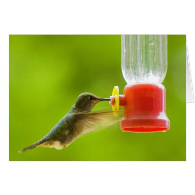 Hummingvogel (Vorderseite (Horizontal))