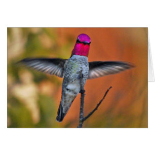 Hummingvogel