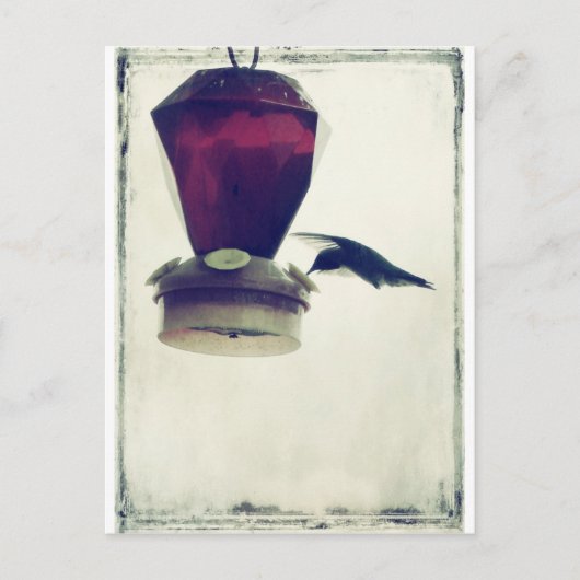 Hummingvogel 2 postkarte (Vorderseite)