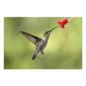 Hummingvogel am Feeder Fotodruck (Vorne)
