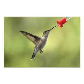 Hummingvogel am Feeder Fotodruck