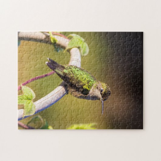 Hummingvogel auf einem Dornröschen Puzzle (Horizontal)