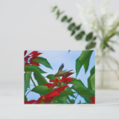 Hummingvogel auf Flug Postkarte (Stehend Vorderseite)