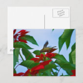 Hummingvogel auf Flug Postkarte (Vorne/Hinten)