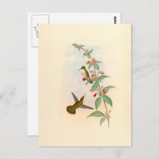 Hummingvögel & Blume Postkarte (Vorne/Hinten)