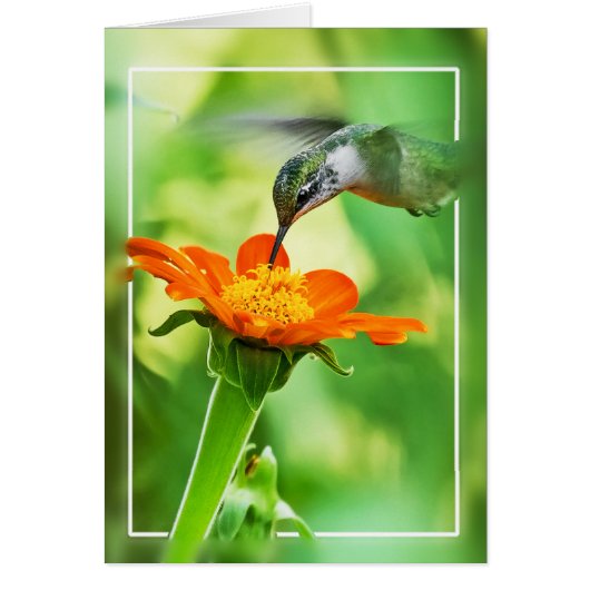 Hummingvogel: Fliegen (Vorne)