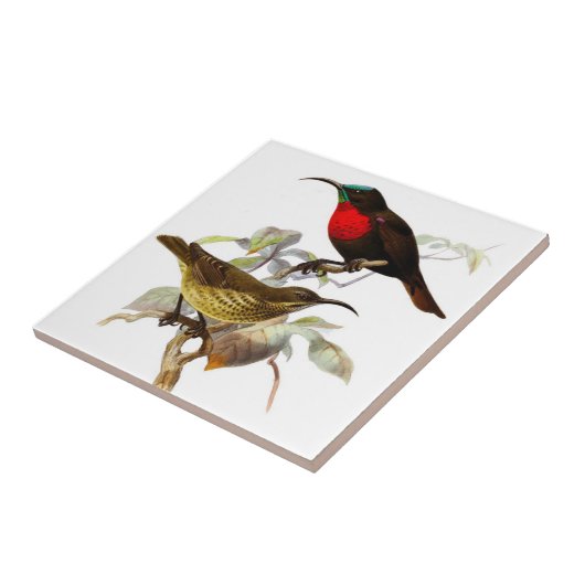 Hummingvögel Fliese (Seite)