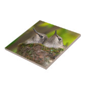 Hummingvögel Fliese (Seite)