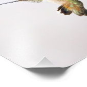 Hummingvogel Fotodruck (Ecke)