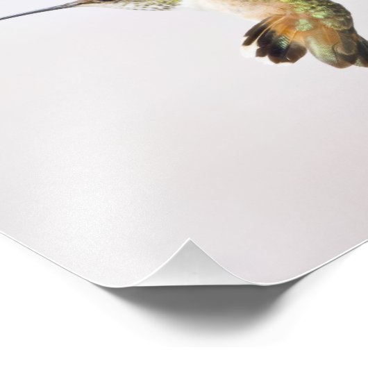 Hummingvogel Fotodruck (Ecke)