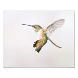 Hummingvogel Fotodruck