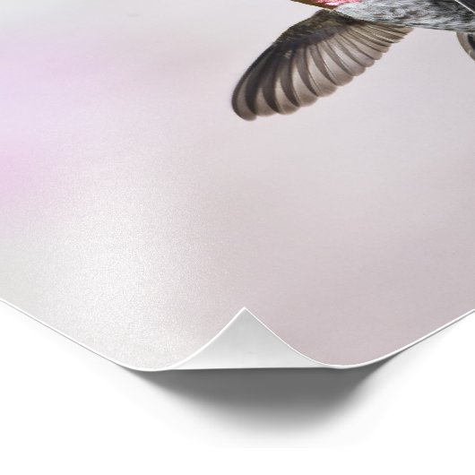 Hummingvogel Fotodruck (Ecke)