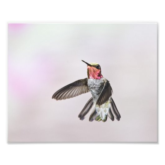 Hummingvogel Fotodruck (Vorne)