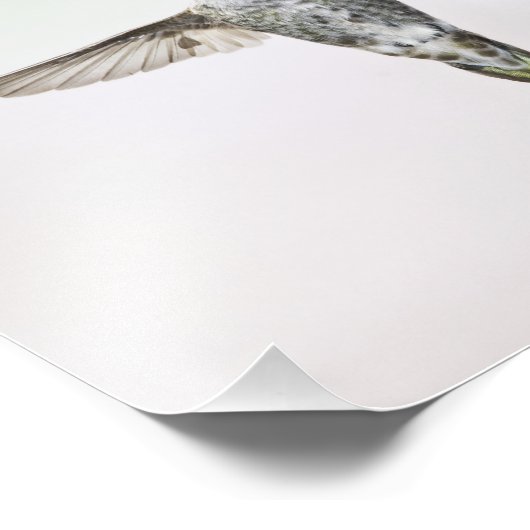 Hummingvogel Fotodruck (Ecke)