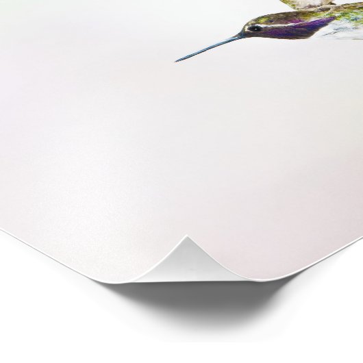Hummingvogel Fotodruck (Ecke)