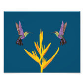 Hummingvögel Fotodruck (Vorne)