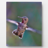 Hummingvogel Fotoplatte (Vorderseite)