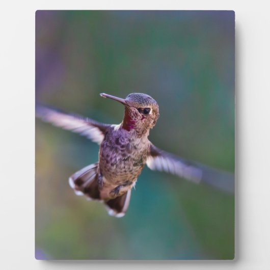 Hummingvogel Fotoplatte (Vorderseite)