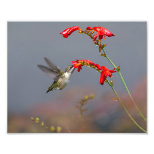 Hummingvogel Fütternd bei Crocosmia Fotodruck