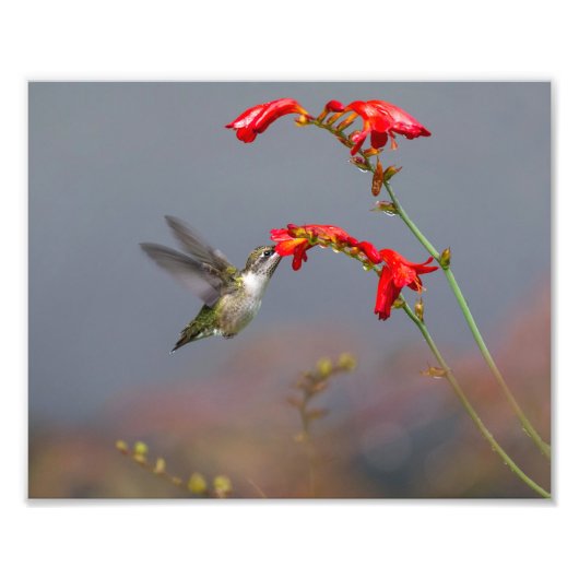 Hummingvogel Fütternd bei Crocosmia Fotodruck (Vorne)