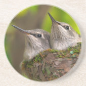 Hummingvögel Getränkeuntersetzer (Vorne)