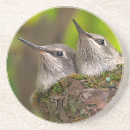 Hummingvögel Getränkeuntersetzer (Vorne)