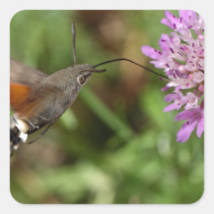 Hummingvogel-Hakenmotte (Macroglossum stellatarum) Quadratischer Aufkleber