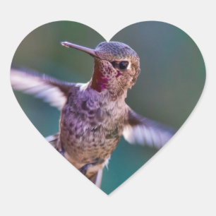 Hummingvogel Herz-Aufkleber