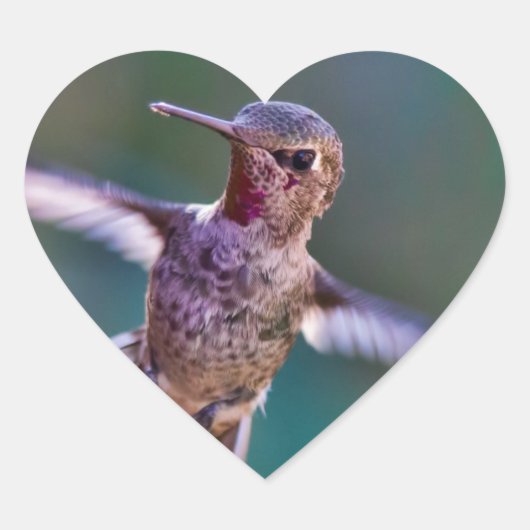 Hummingvogel Herz-Aufkleber (Vorderseite)