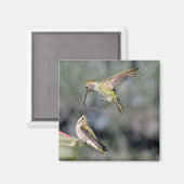 Hummingvögel im Feeder-Flug-Magnet Magnet (Vorderseite/Rückseite)