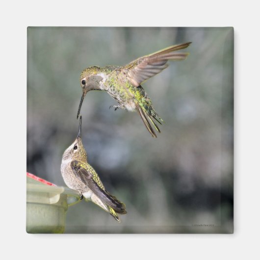 Hummingvögel im Feeder-Flug-Magnet Magnet (Vorne)