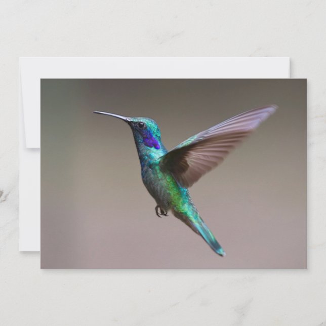 Hummingvogel im Flug (Vorderseite)