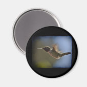 Hummingvogel im Flug Magnet (Vorderseite/Rückseite)