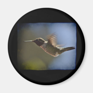 Hummingvogel im Flug Magnet