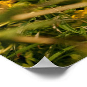 Hummingvogel im Flug Poster (Ecke)