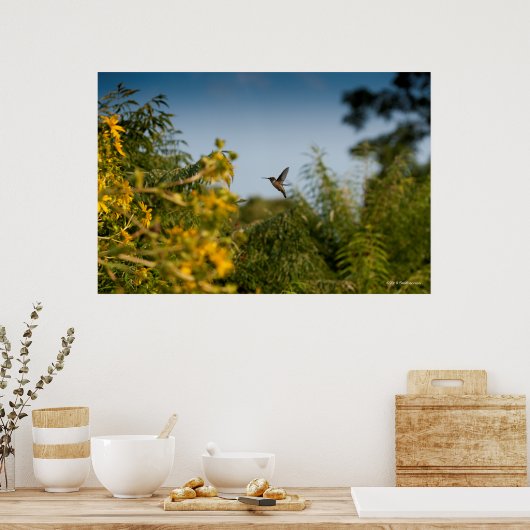 Hummingvogel im Flug Poster (Küche)