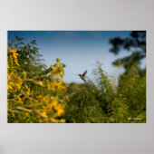 Hummingvogel im Flug Poster (Vorne)