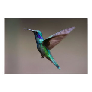 Hummingvogel im Flug Poster