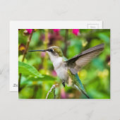 Hummingvogel im Flug Postkarte (Vorne/Hinten)